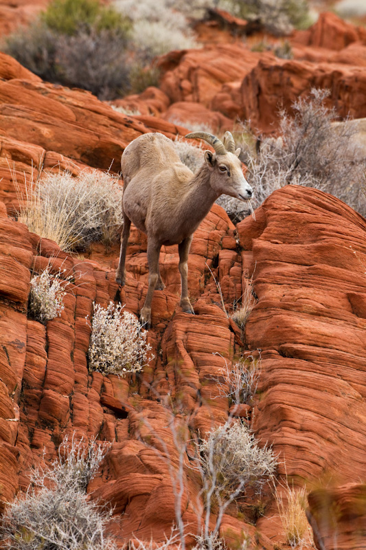 Bighorn On Slickrock